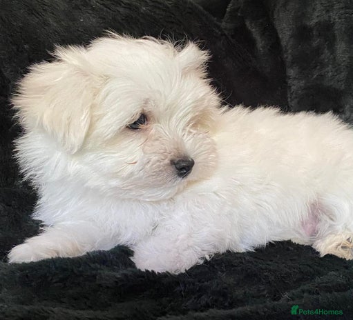 Maltese dogs Maltese puppies for sale - Advert 3