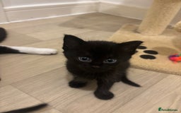 British Shorthair cats for sale: Kittens for sale  - Image 3