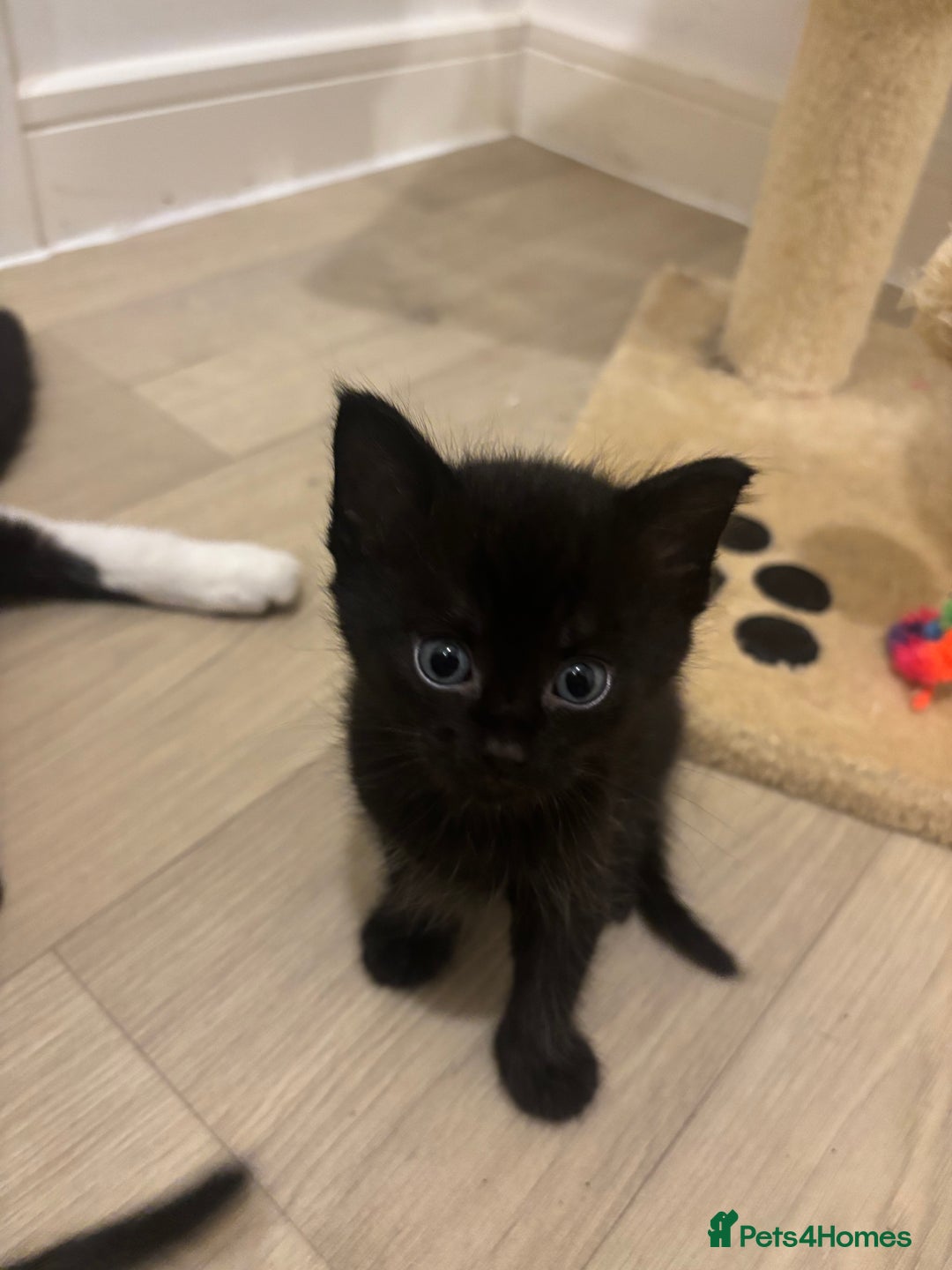 British Shorthair cats for sale: Kittens for sale  - Image 3