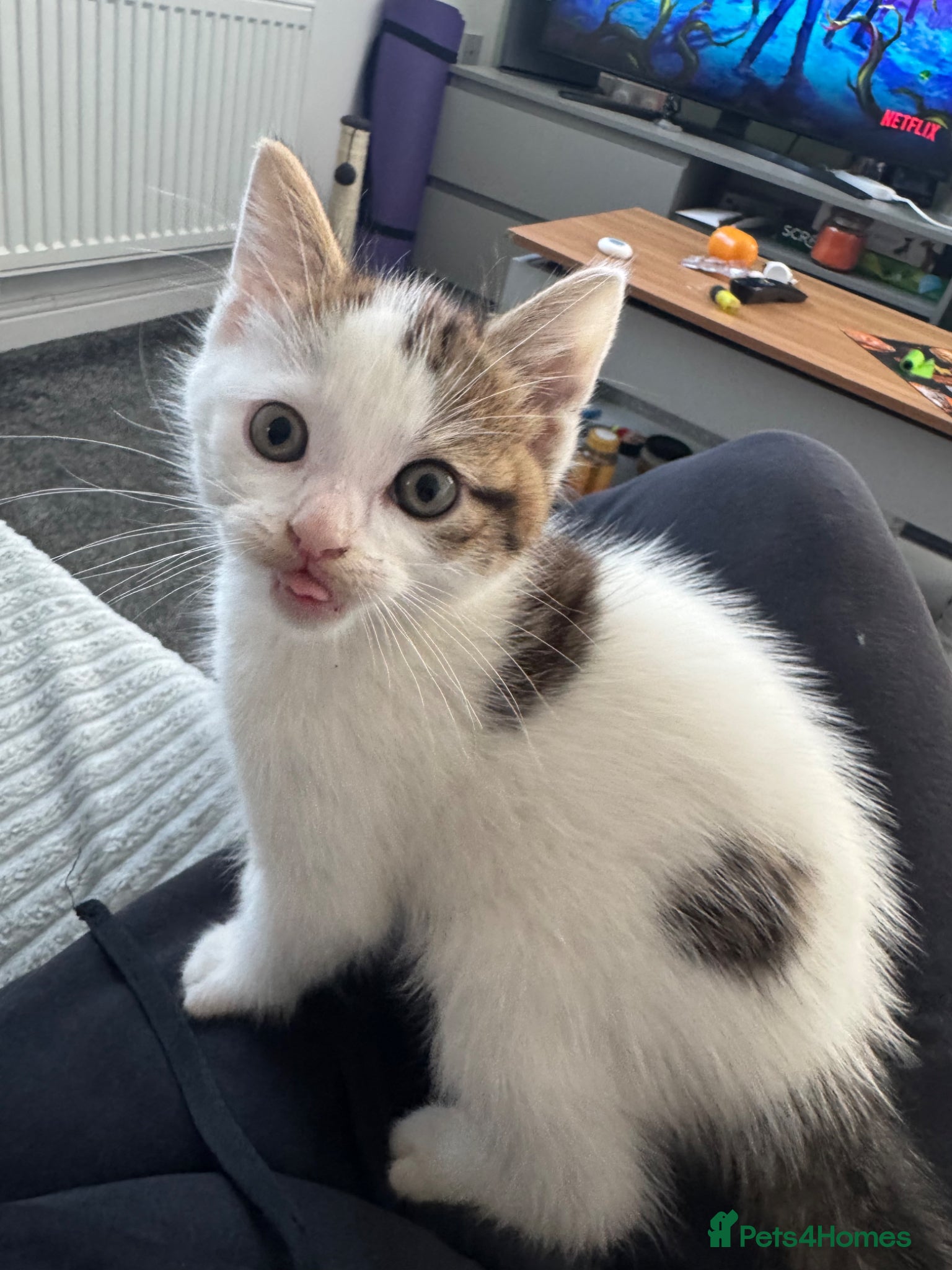 Mixed Breed cats 4 lovely kittens for sale - Advert 2