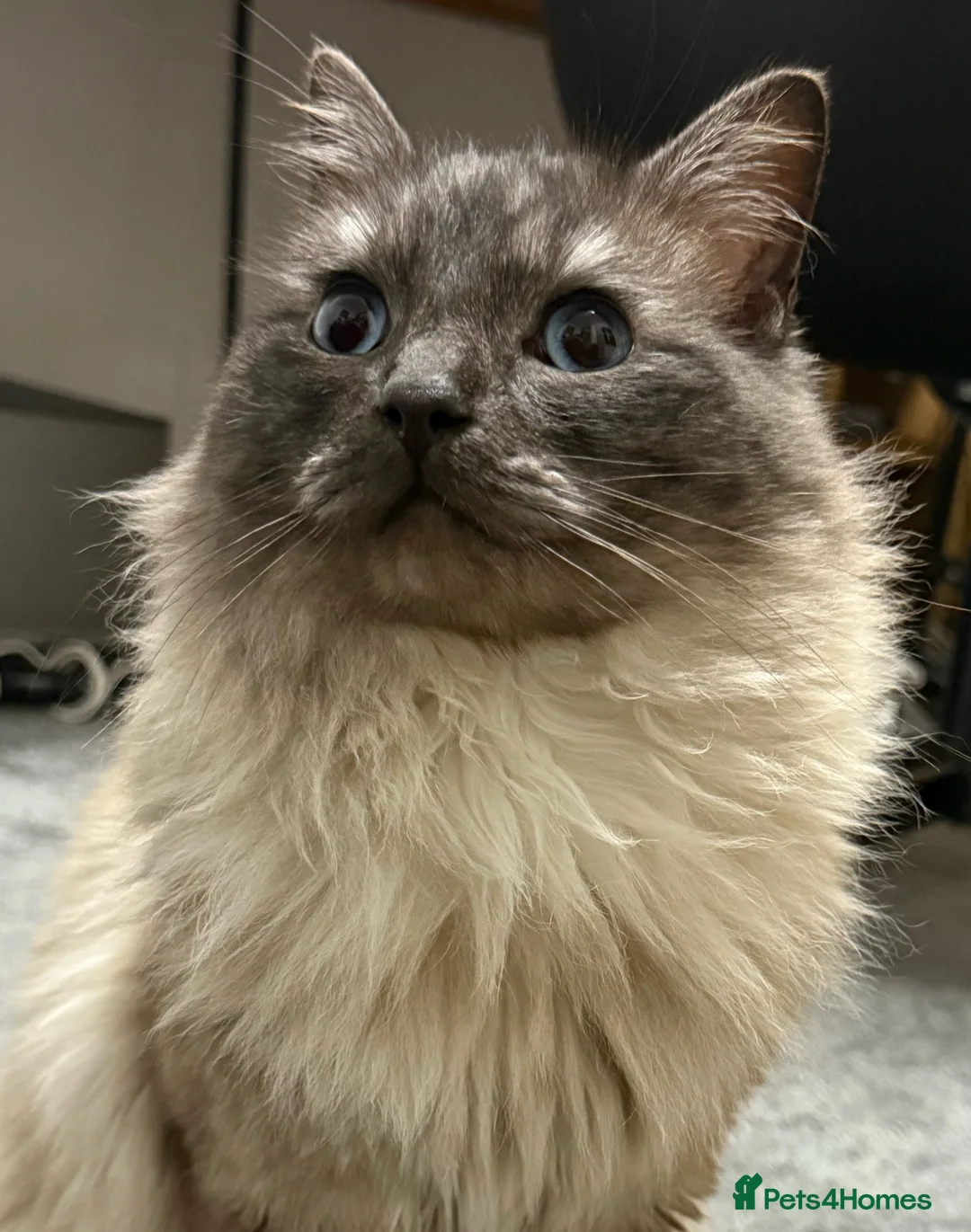 Mixed Breed cats for sale: Ragdol mix kitten  - Advert 2