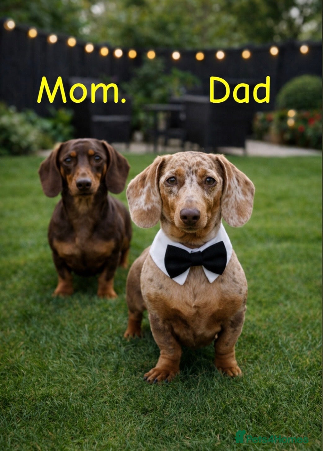 Dachshund dogs dachshund puppies  - Advert 2