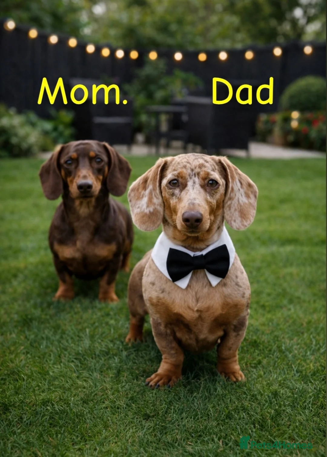 Dachshund dogs for sale: dachshund puppies  - Advert 1