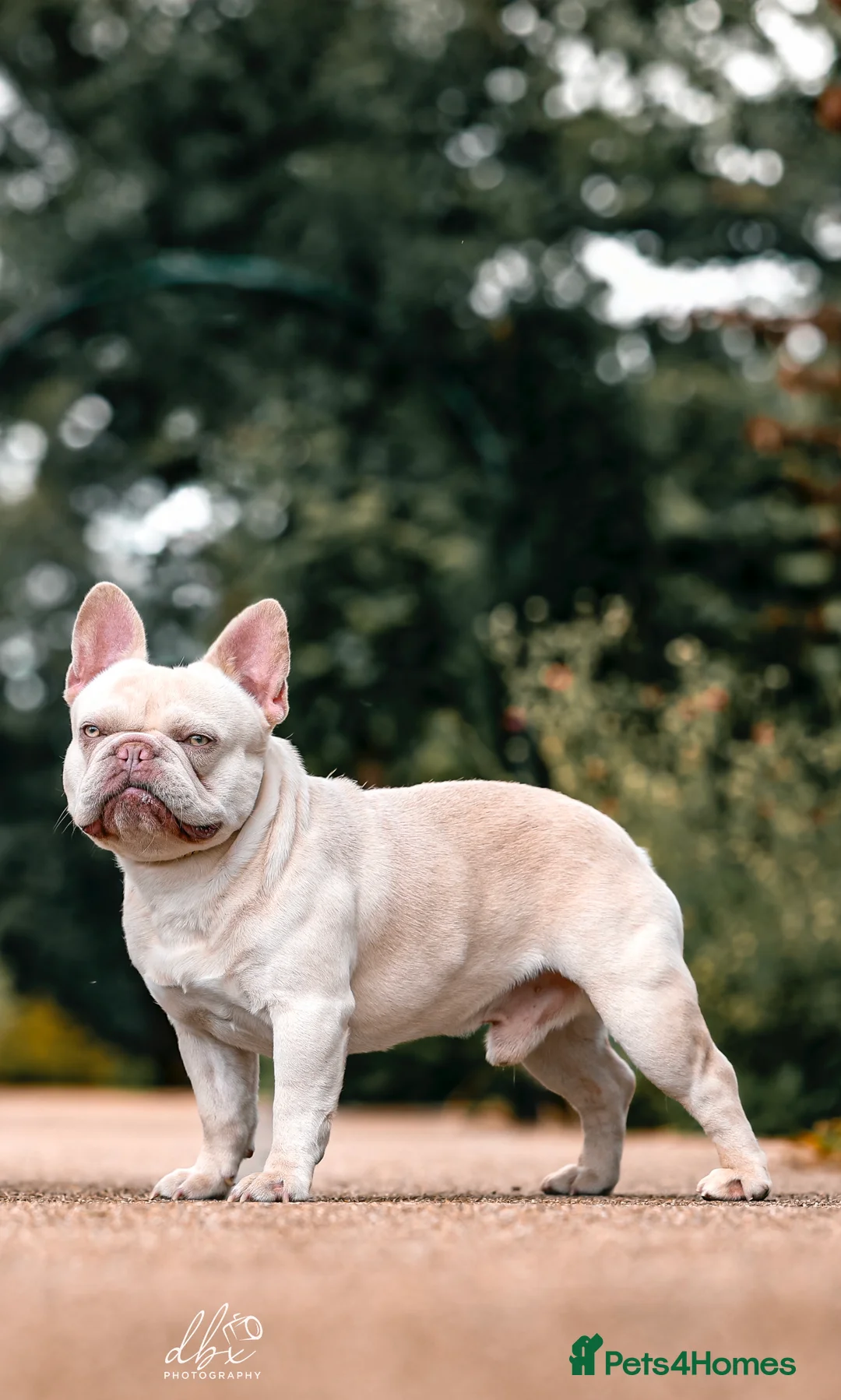 French Bulldog dogs for stud: Frenchie stud champion Flava  in Kings Langley - Advert 12