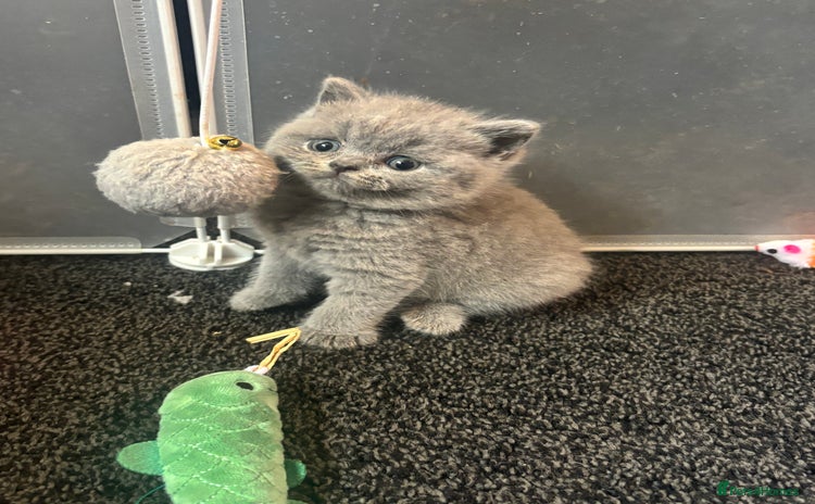 British Shorthair cats - Advert 15