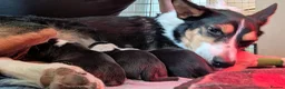 Border Collie dogs for sale: Border collie pups for sale - Advert 12