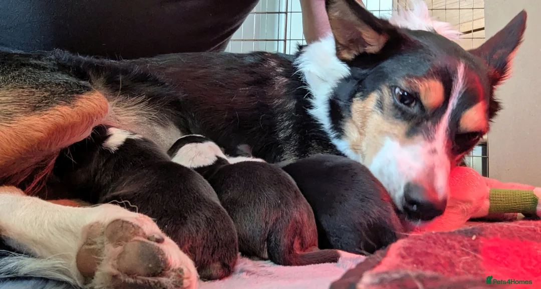 Border Collie dogs for sale: Border collie pups for sale - Advert 12