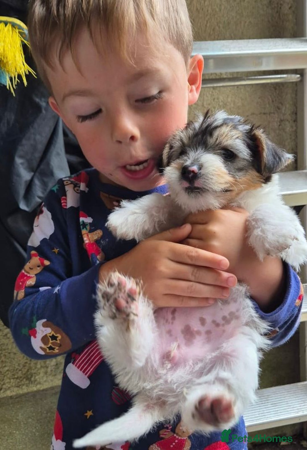 Mixed Breed dogs for sale: Jackawawa pups - Image 6