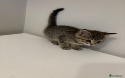 Mixed Breed cats for sale: Beautiful little kitten - Image 4