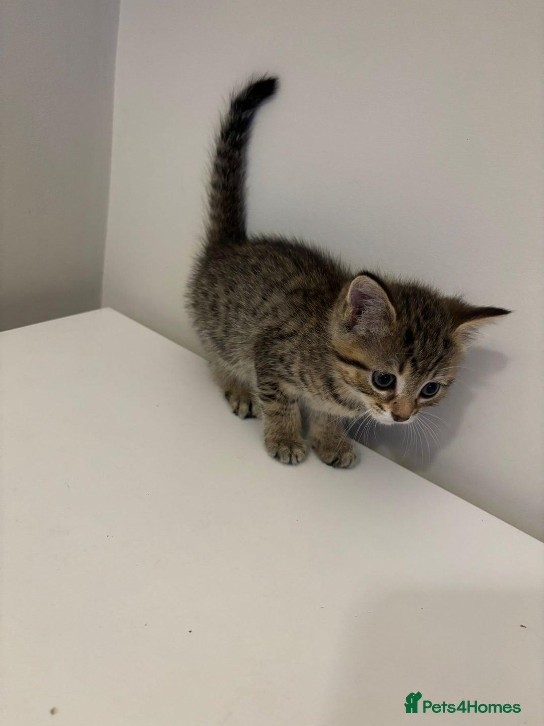 Mixed Breed cats for sale: Beautiful little kitten - Image 4