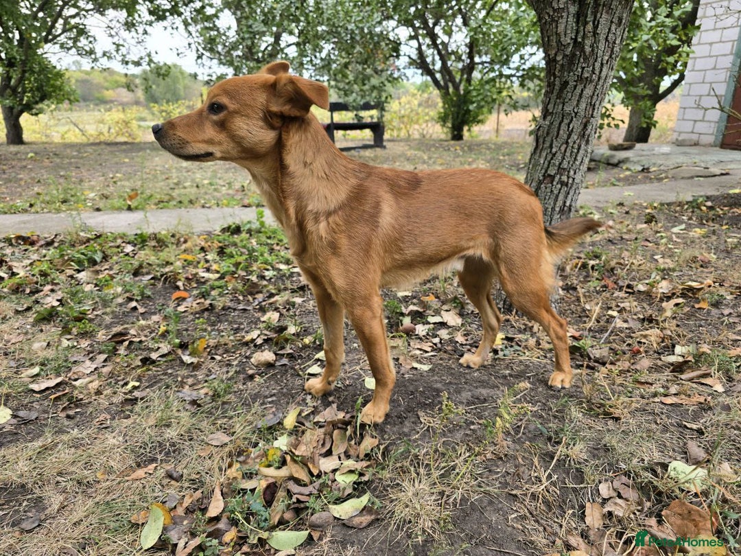 Mixed Breed dogs for adoption: 💙🐶 ARCHIE AND ARNY🐶💙 - Image 20