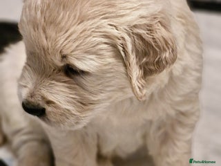 Golden Retriever dogs Golden retriever puppies - Advert 2