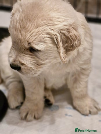 Golden Retriever dogs Golden retriever puppies - Advert 2