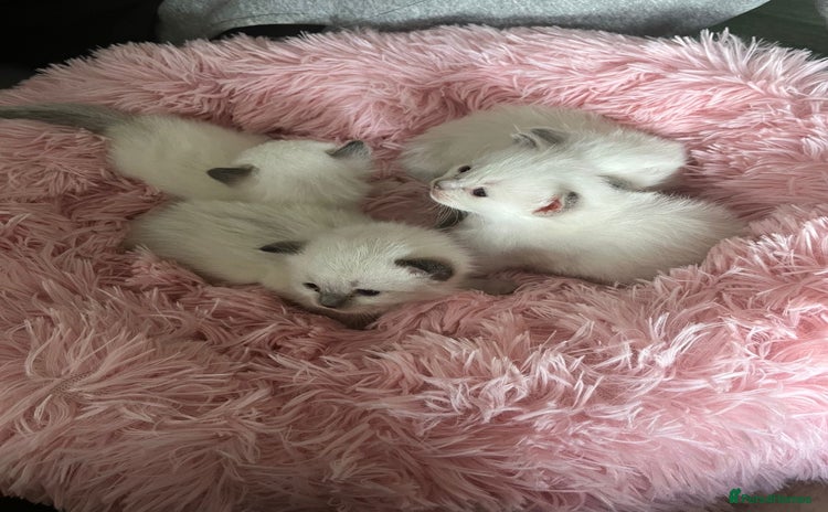 Ragdoll cats - Advert 5