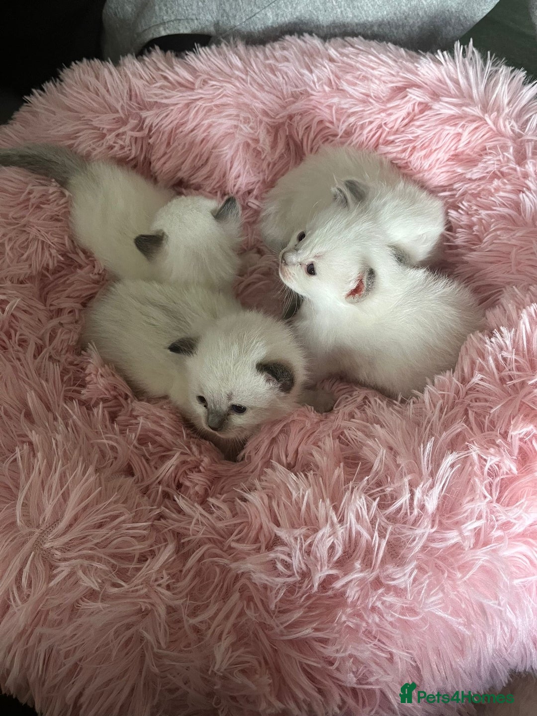 Ragdoll cats for sale: Ragdoll Kittens - Image 1