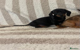 Miniature Dachshund dogs for sale: Beautiful Dachunds ready now  - Image 20