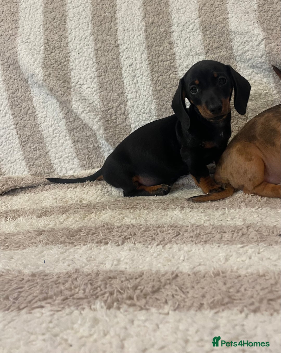 Miniature Dachshund dogs for sale: Beautiful Dachunds ready now  - Image 20