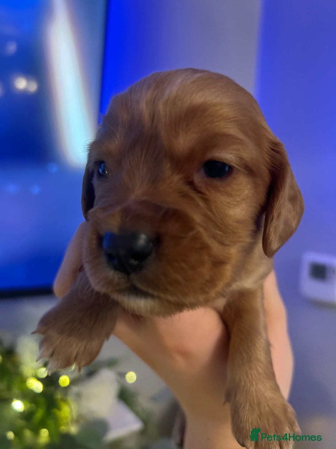 Cocker Spaniel dogs for sale: Cocker spaniel puppies  - Advert 18