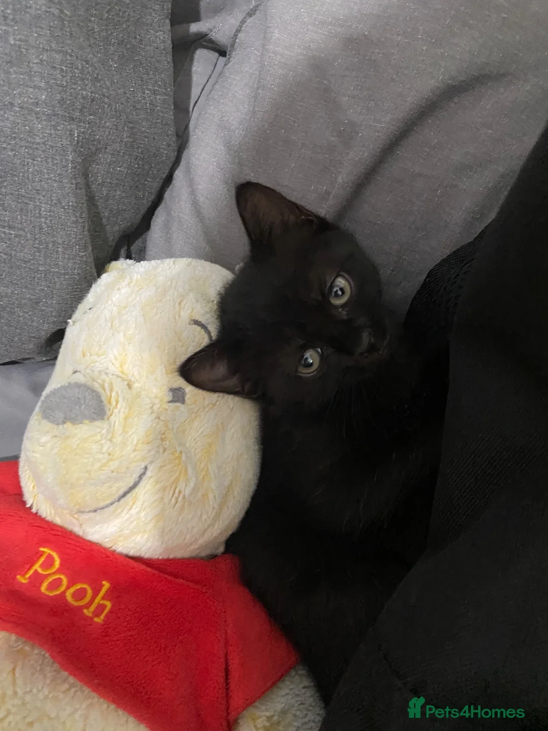 Mixed Breed cats for sale: part ragdoll kitten looking for her home (asap) - Advert 2