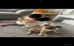Pug dogs for sale: 🐾 Loving Home Needed for Minnie 🐾 - Image 5