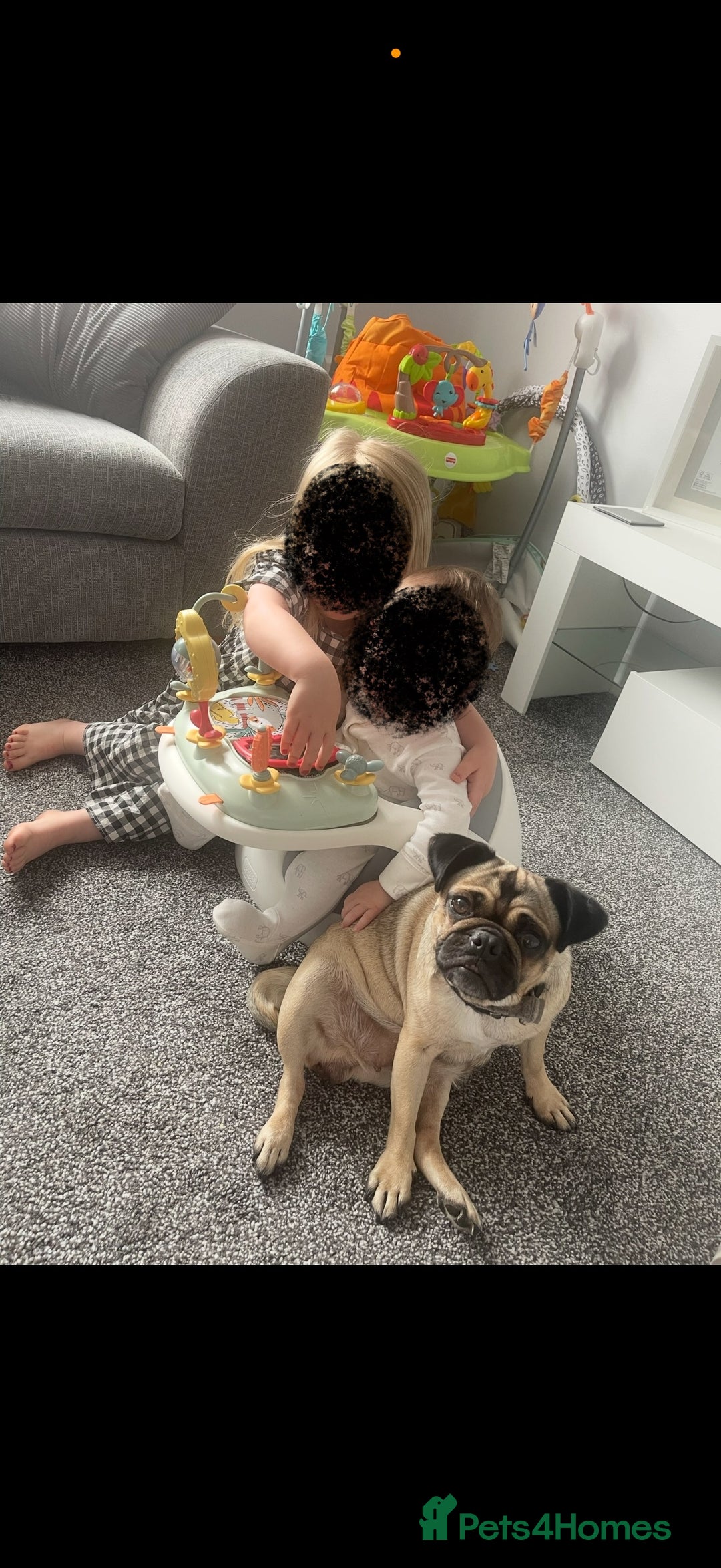 Pug dogs for sale: 🐾 Loving Home Needed for Minnie 🐾 - Image 5