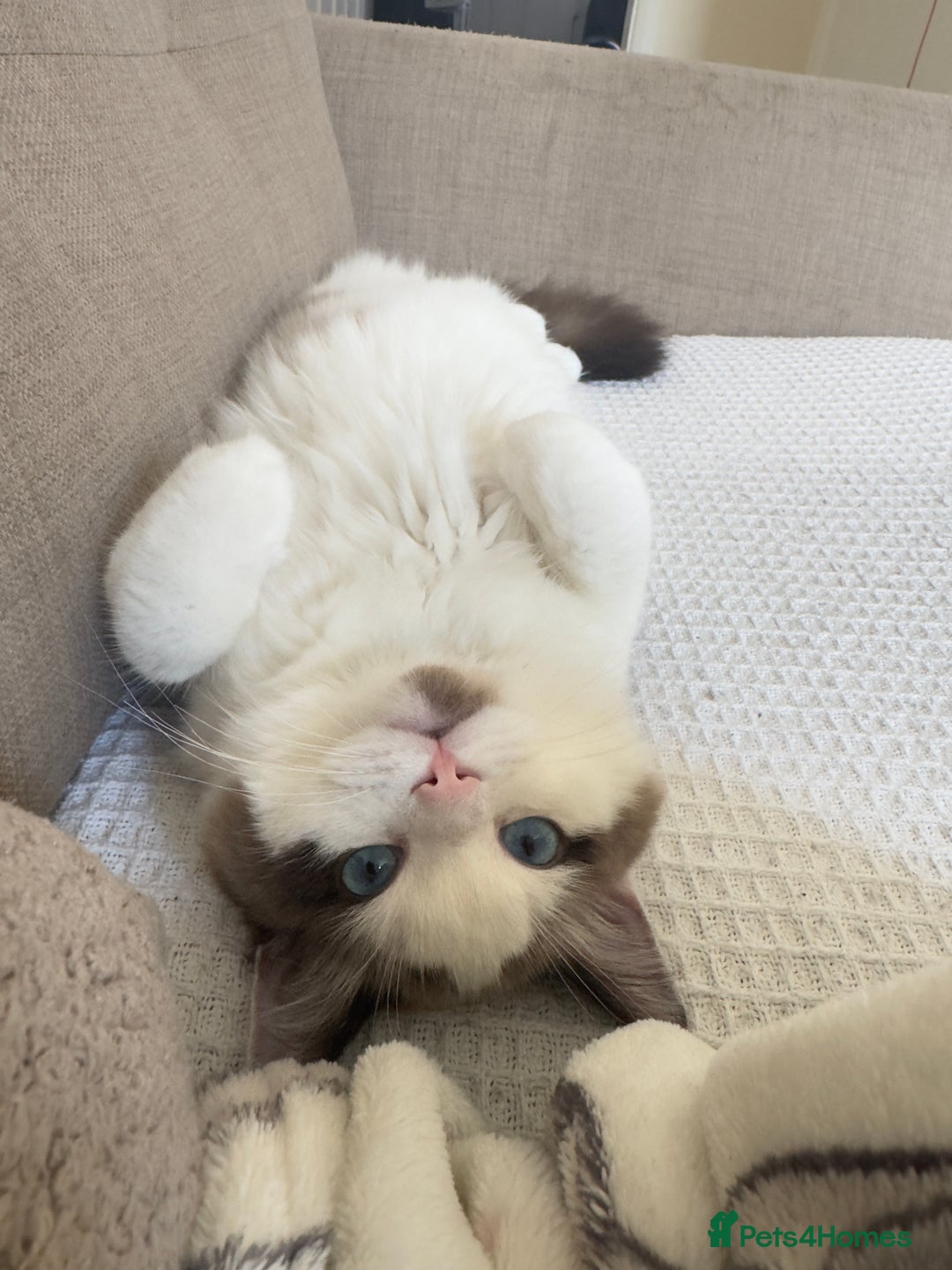 Ragdoll cats for sale: Ragdoll Full pedigree kitten  - Image 3