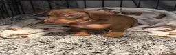 Dachshund dogs for sale: 5 beautiful pups - Advert 11