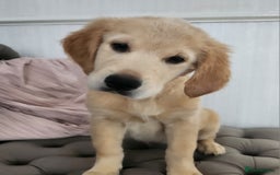 Golden Retriever dogs for sale: 3 girls left! KC Golden retriever pups!! - Image 3