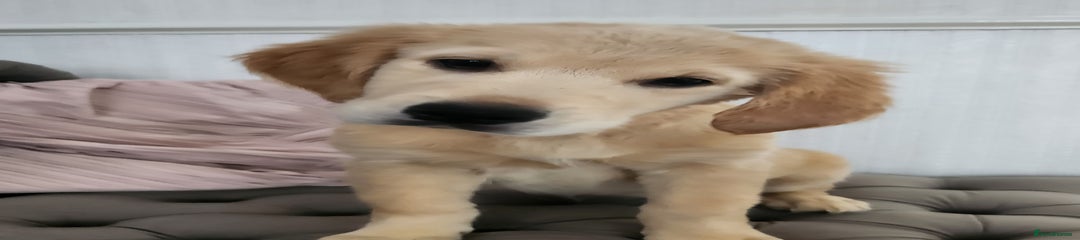 Golden Retriever Puppy 5