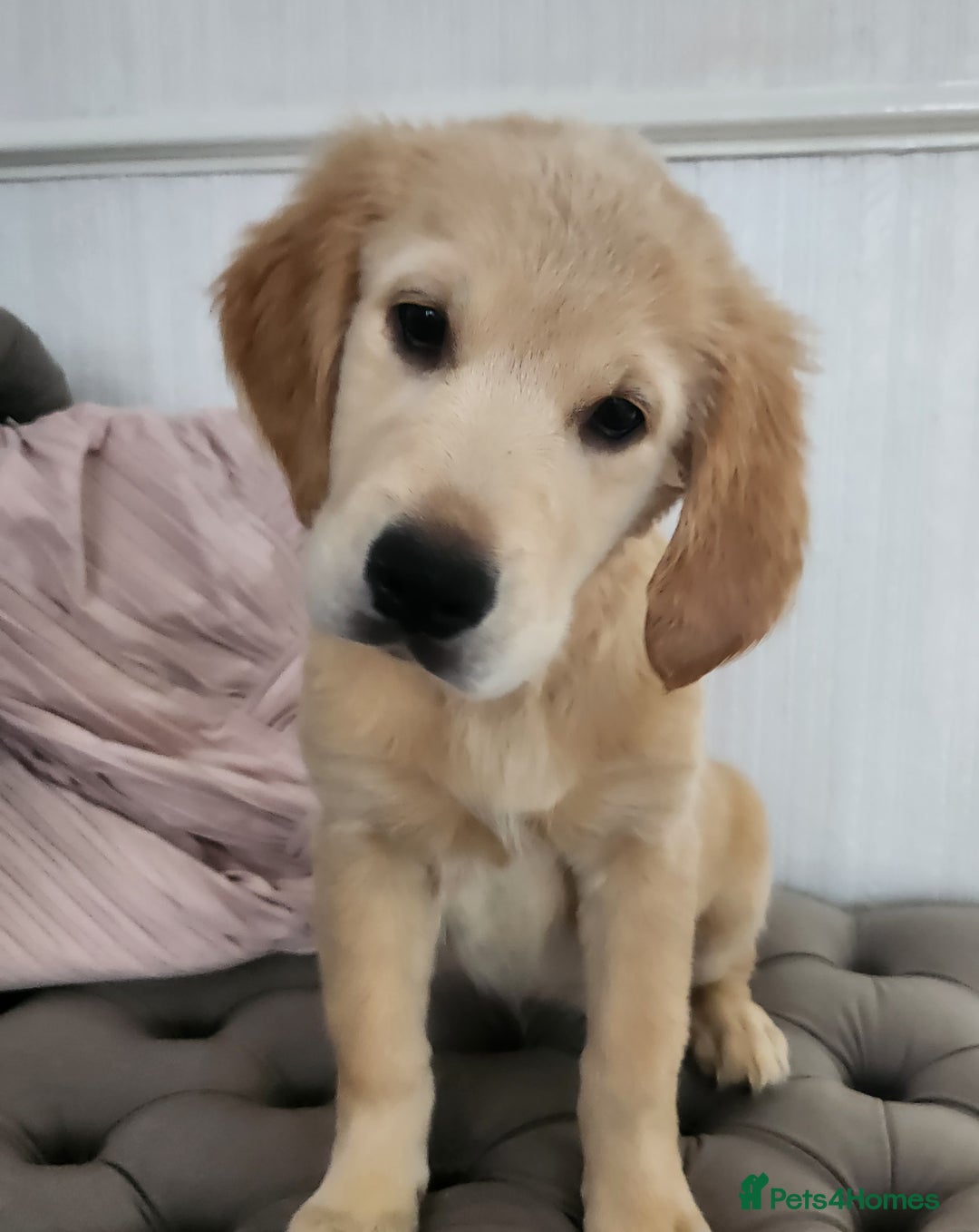 Golden Retriever dogs for sale: 3 girls left! KC Golden retriever pups!! - Image 3