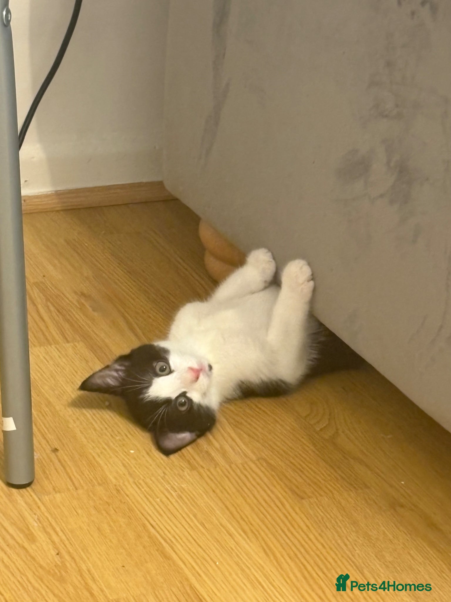 Kitten 3