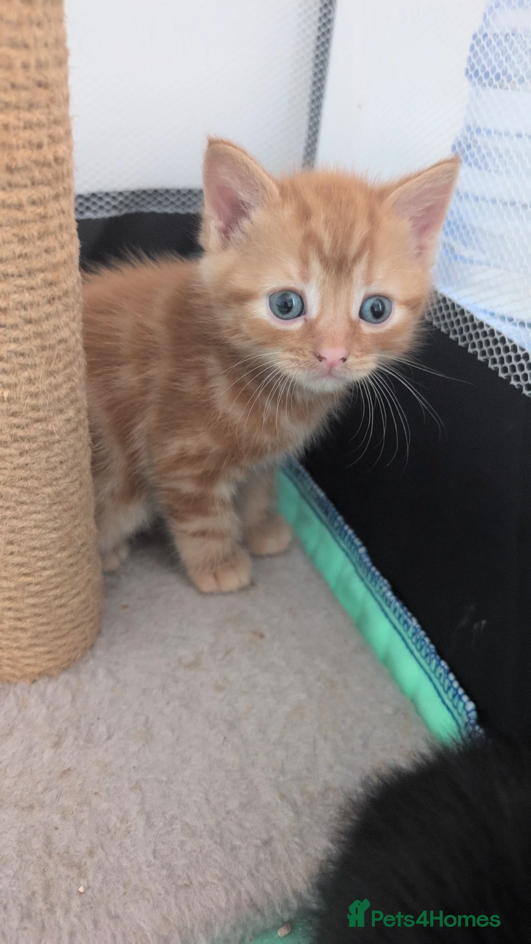 Mixed Breed cats for sale: Ginger kittens and black kittens  in Addlestone - Advert 2