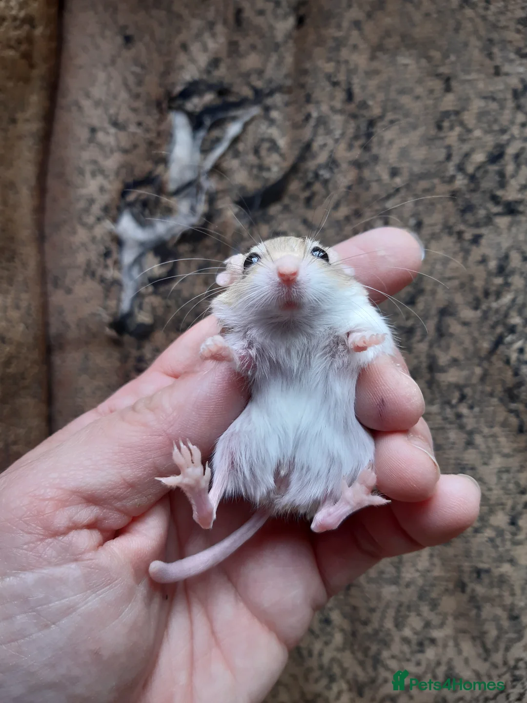 Gerbil rodents for sale: Baby duprasi/ fat tailed gerbils  - Advert 5