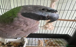 Parrots birds for sale: Lord Derby Parrot - Image 6