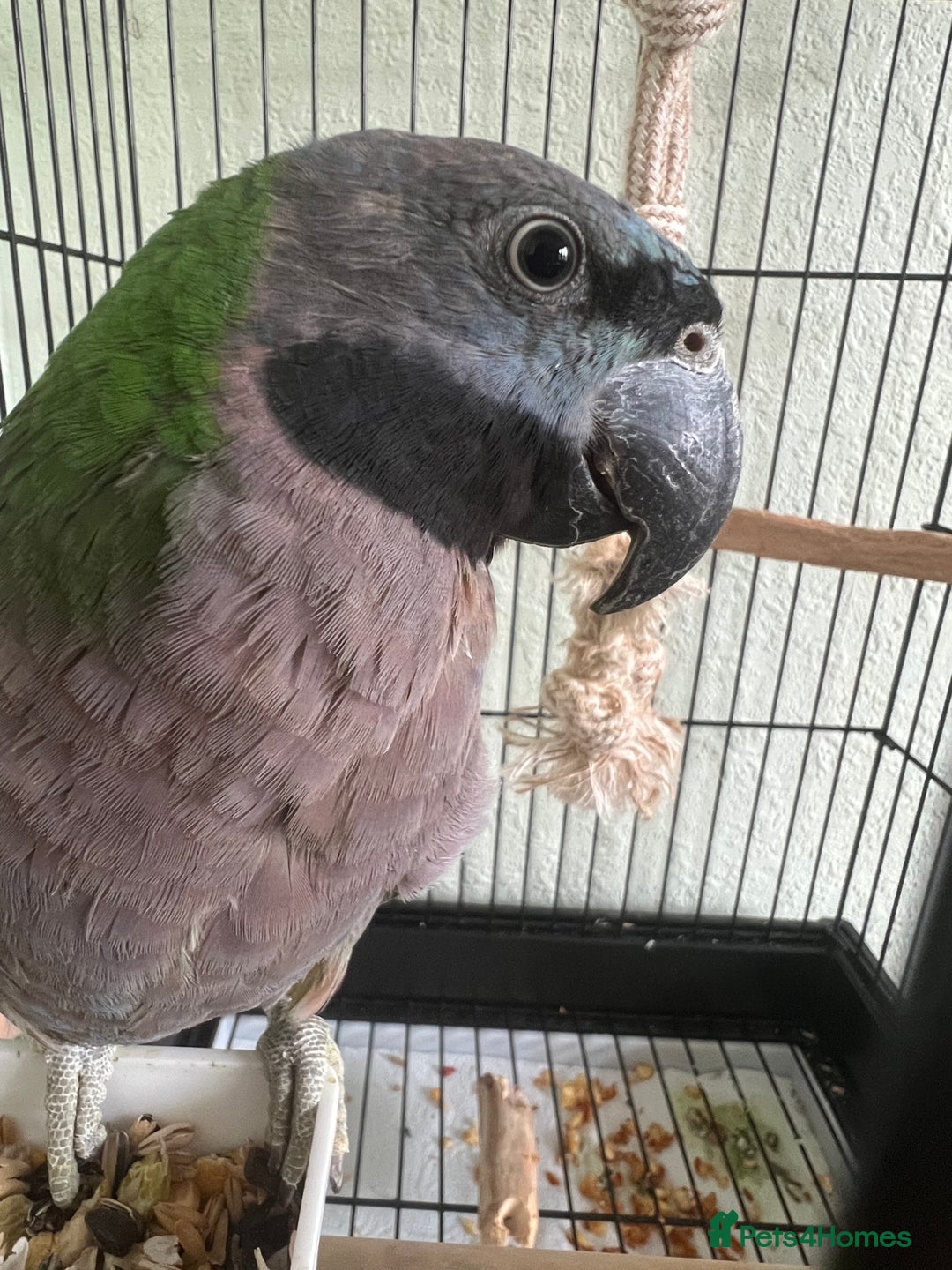 Parrots birds for sale: Lord Derby Parrot - Image 6