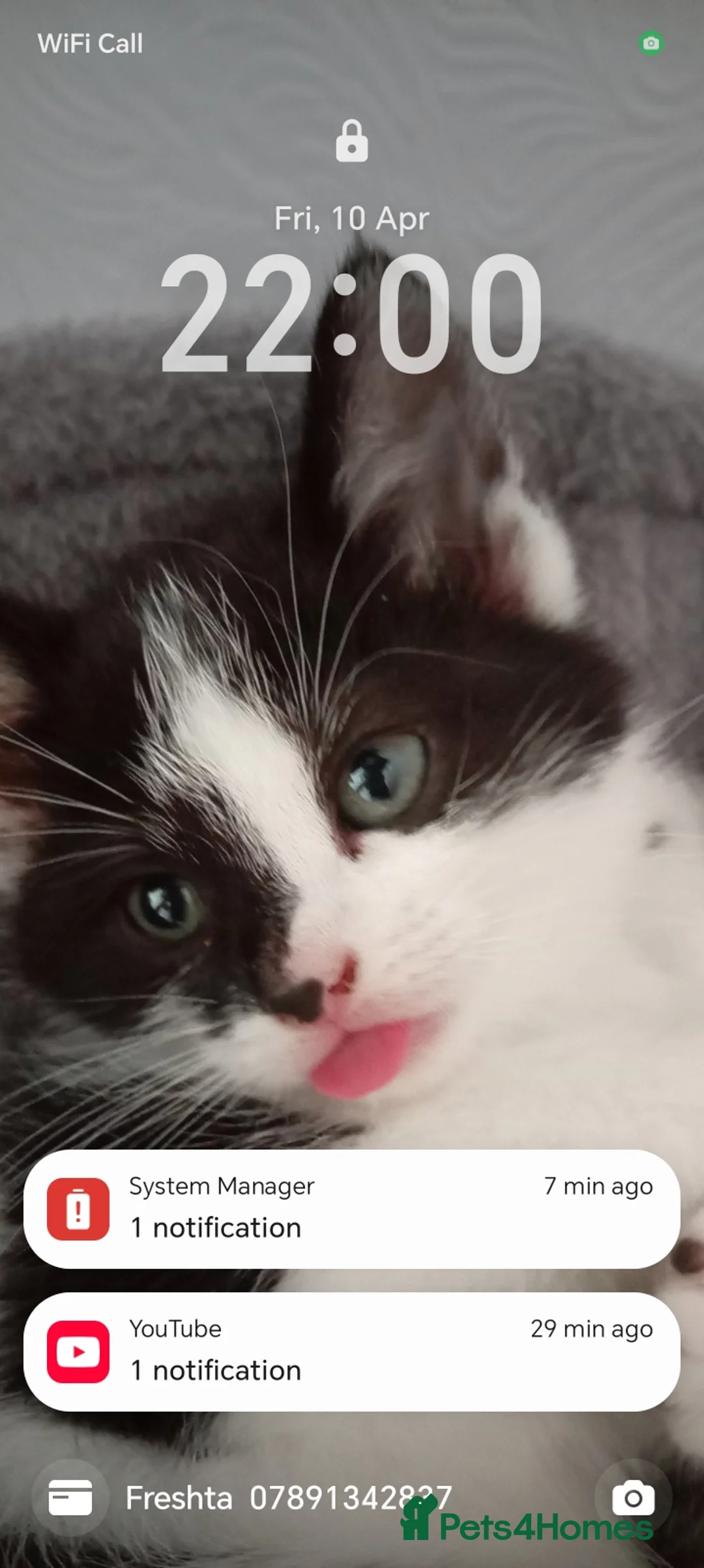 Mixed Breed cats for sale: Adorable Kittens - Advert 2