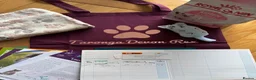 Devon Rex cats for sale: Ready now. GCCF registered and health tested. - Advert 6