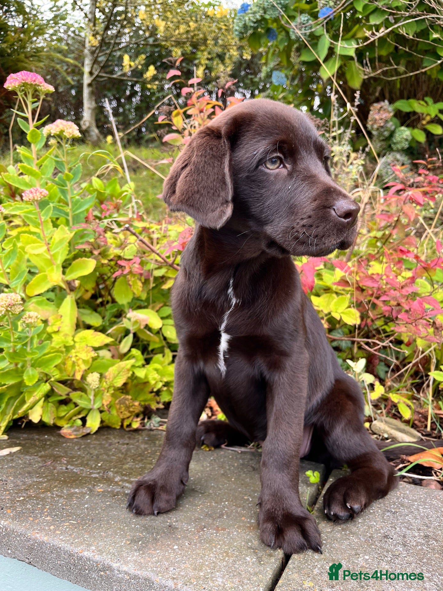Labrador Retriever dogs READY NOW  Extenively health Tested READY - Advert 1