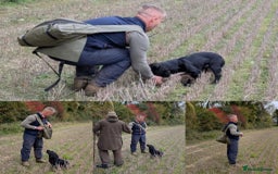 Cocker Spaniel dogs for stud: FTCh Penwills Charlie of Winhocklin  in Southampton - Image 4