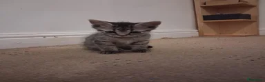 Boy 4