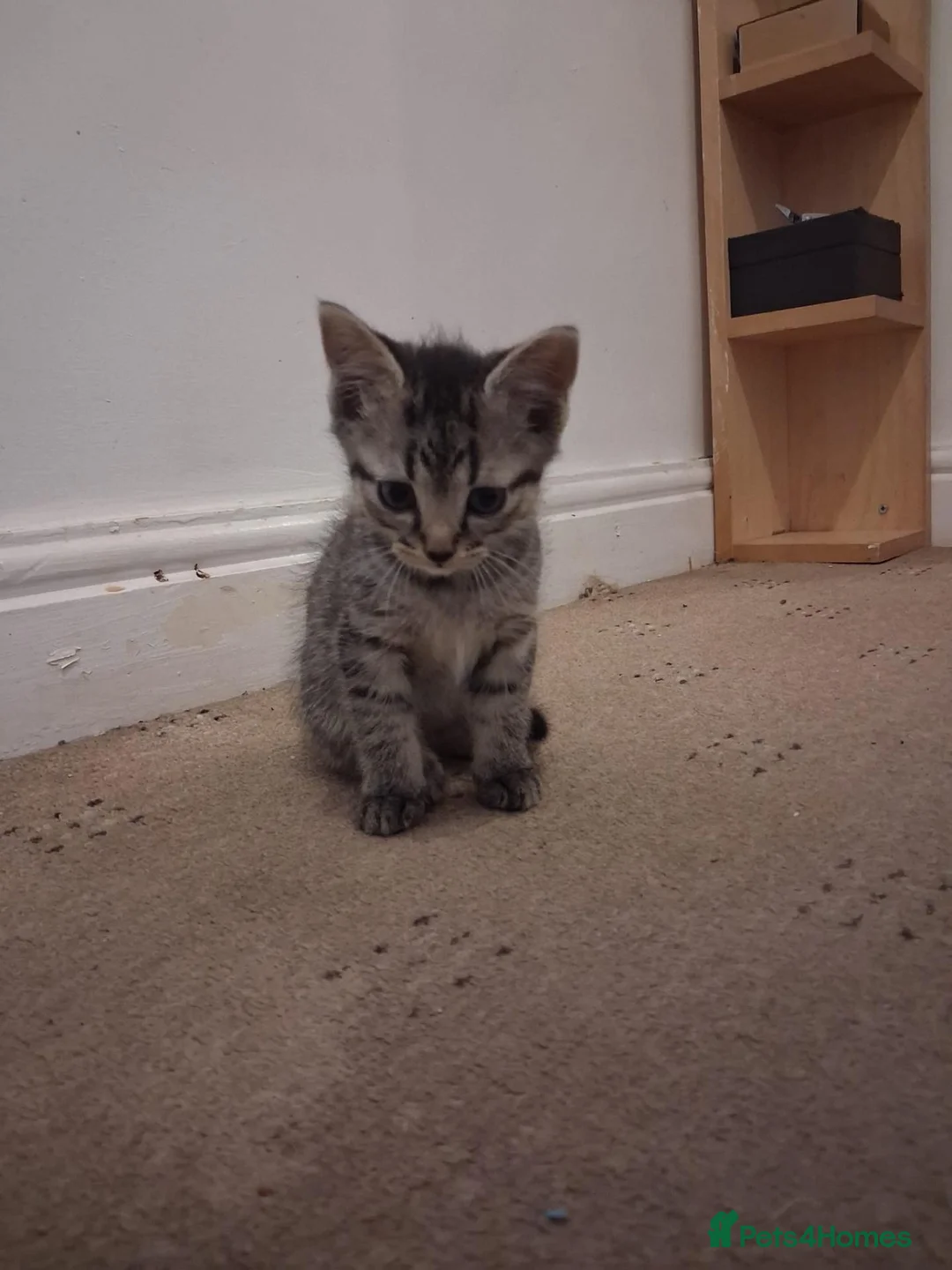 Mixed Breed cats for sale: 4 adorable baby boys - Advert 2