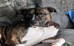 American Bull Staffy dogs for stud: For Stud - Image 1