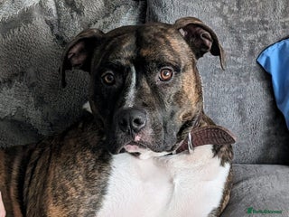 American Bull Staffy dogs - Advert 1