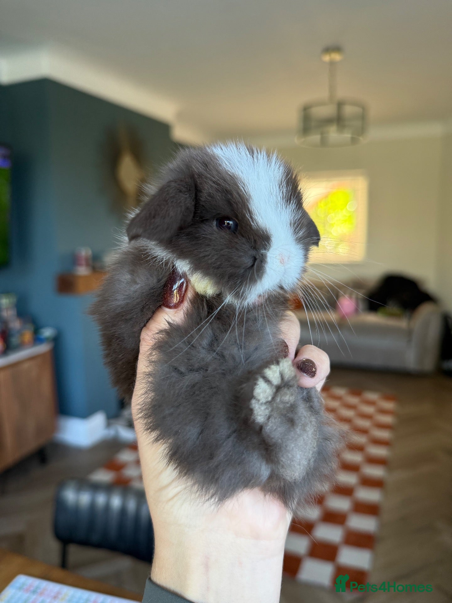 Mini Lop rabbits Blue eyed mini lops - Advert 10