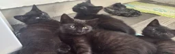 Mixed Breed cats for sale: Ragdoll cross kittens in Glasgow - Advert 2