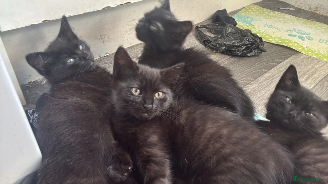 Mixed Breed cats for sale: Ragdoll cross kittens in Glasgow - Advert 2