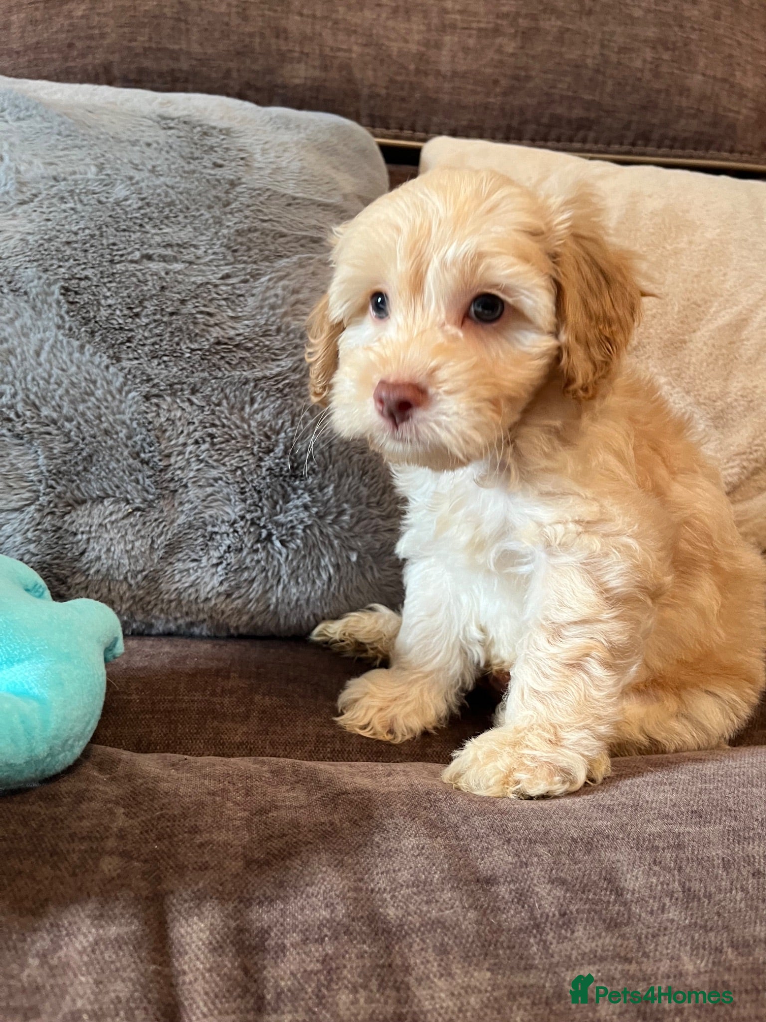 Cockapoo dogs 💙💗Gorgeous Cockapoo F1 Puppies  - Advert 1