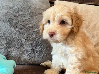 Cockapoo dogs 💙💗Gorgeous Cockapoo F1 Puppies - Advert 1
