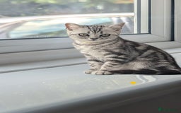 British Shorthair cats for sale: Classic British shorthair silver Tabby  - Image 4