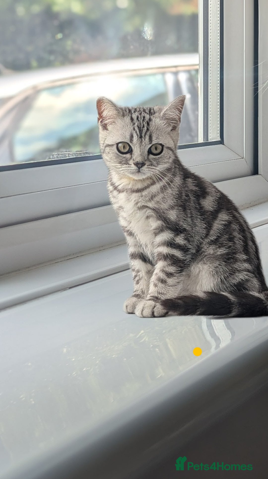 British Shorthair cats for sale: Classic British shorthair silver Tabby  - Image 4